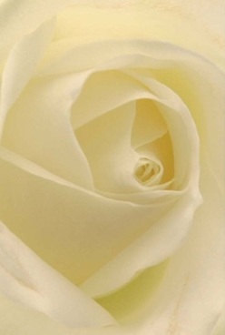 Captured in quiet detail, this close-up of a classic rose reveals an intricate dance of cream-white petals winding inward with natural harmony. Each layer is elegantly shaped, its surface soft to the eye, carrying the kind of subtle sheen you find in the early light pouring over Hatch End's lovely gardens. The creamy tones are tinged with hints of warmth, enveloped in a gentle glow that never feels harsh. There's an almost palpable calm in the way the petals unfurl, suggesting that moment before a cherished gathering or the peaceful aftermath of heartfelt words given and received. The composition, arranged by skilled hands familiar with the rhythms of Hatch End's community, is rich with quiet energy-refined and dignified, perfect for an anniversary, anniversary, or memorial tribute. The essence of the rose, beyond what the eye sees, is carried in its soft imagined fragrance and in the promise that each meaningful arrangement is woven with care, tradition, and local understanding, right here in Hatch End.