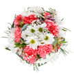 This radiant bouquet, artfully arranged by seasoned florists in the heart of Hatch End, is a visual ode to spring's joy and gentle renewal. Set against a stark white background, it showcases bright white daisies with glowing lime centres, interlaced artfully with velvety coral-pink carnations-their rich, ruffled petals providing warmth and softness. Wispy clouds of tiny baby's breath blossoms add airiness and a touch of whimsy, threading through foliage that alternates between matte eucalyptus and glossy deep green stems, reflective of Hatch End's leafy avenues. Peeking from beneath are blushed buds of alstroemeria, their nuanced stripes adding quiet intrigue and hinting at future blooms. The arrangement feels open, cheerful, and luminous, expressing celebration and appreciation while echoing the genuine, neighbourly spirit of Hatch End. It's the kind of bouquet that would brighten a sunny bay window overlooking Grimsdyke Park, perfect for milestone occasions or simply as a heartfelt floral surprise-bringing the freshness of the local landscape into any home.